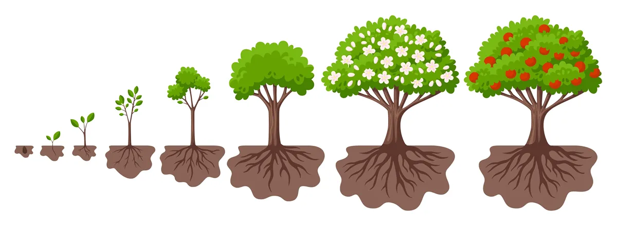Tree growth cycle. Agriculture growing plant, apple bush change. Isolated planting concept, cartoon garden fruits blossom. Germinating seed, garish vector scene